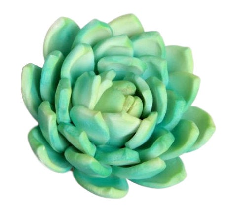 Snowball Green Succulent